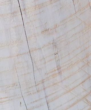 Whitewash finish close-up on the maple stump