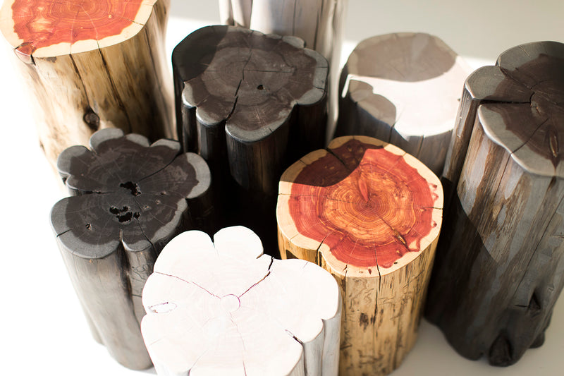 Side profile of the black stump showing its tapered trunk shape